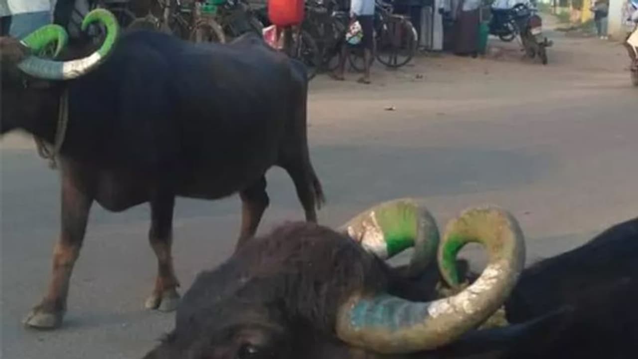 చివరికి గేదెలను వాడేస్తున్నారు: కొమ్ములకు వైసీపీ రంగు, ఫోటోలు వైరల్ చివరికి గేదెలను వాడేస్తున్నారు: కొమ్ములకు వైసీపీ రంగు, ఫోటోలు వైరల్