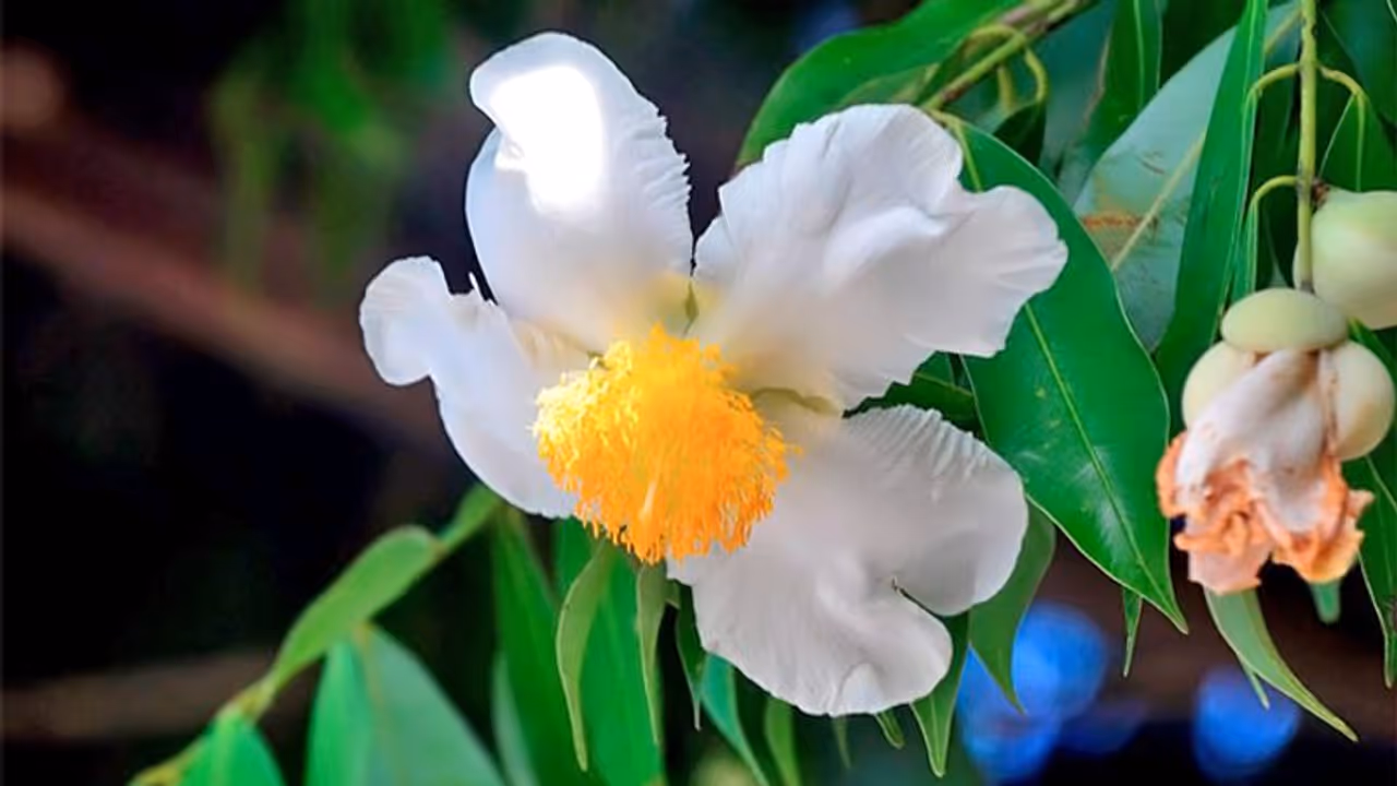 এই একটা মাত্র গাছ বাড়াবে সুখ সমৃদ্ধি, ব্যবসায় ফিরবে লাভ জানুন বিস্তারিত এই একটা মাত্র গাছ বাড়াবে সুখ সমৃদ্ধি, ব্যবসায় ফিরবে লাভ জানুন বিস্তারিত