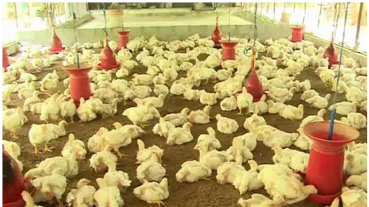 ಕೊರೋನಾ ಭೀತಿ: ಸಾವಿರಾರು ಕೋಳಿಗಳ ಜೀವಂತ ಸಮಾಧಿ ಕೊರೋನಾ ಭೀತಿ: ಸಾವಿರಾರು ಕೋಳಿಗಳ ಜೀವಂತ ಸಮಾಧಿ