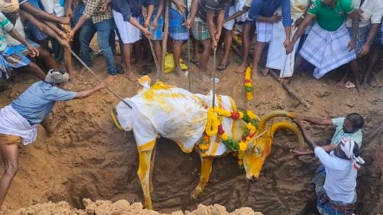 கோயில் காளைக்காக கண்ணீர் மல்கிய கிராம மக்கள்... கரகாட்டம், ஒயிலாட்டத்துடன் இறுதிச்சடங்கு..! கோயில் காளைக்காக கண்ணீர் மல்கிய கிராம மக்கள்... கரகாட்டம், ஒயிலாட்டத்துடன் இறுதிச்சடங்கு..!