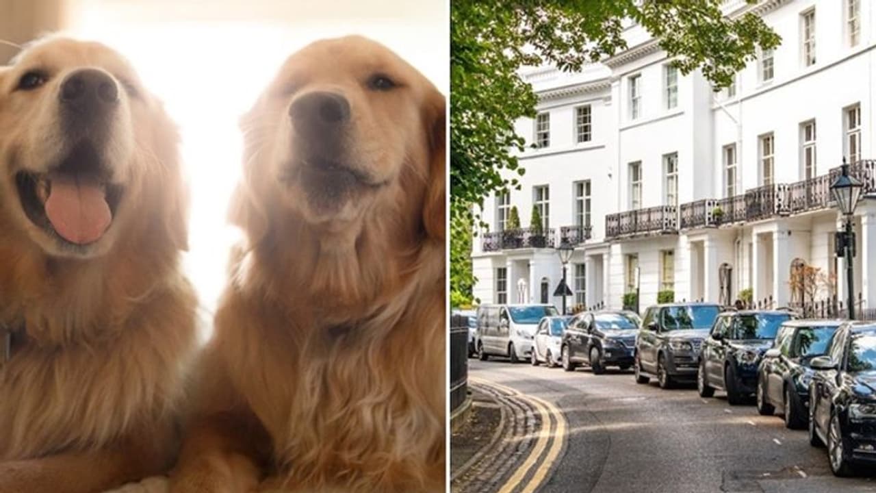 6 मंजिला बंगले में रहते हैं ये दो कुत्ते, देखभाल करने वालों को मिलेगी 30 लाख रुपए सैलरी