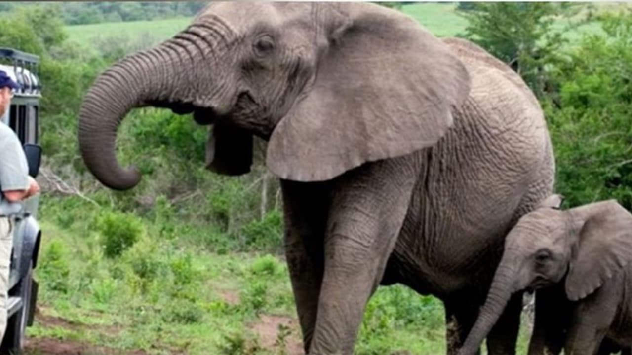 ಕ್ರಿಮಿನಾಶಕ ಕುಡಿದು 45 ವರ್ಷದ ಆನೆ ಸಾವು ಕ್ರಿಮಿನಾಶಕ ಕುಡಿದು 45 ವರ್ಷದ ಆನೆ ಸಾವು