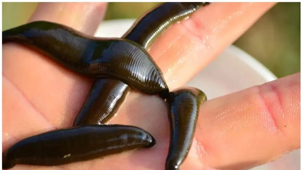 രണ്ട് മാസം തുടര്ച്ചയായ ചുമ; പരിശോധനയിൽ തൊണ്ടയിൽ കണ്ടെത്തിയത് കുളയട്ട രണ്ട് മാസം തുടര്ച്ചയായ ചുമ; പരിശോധനയിൽ തൊണ്ടയിൽ കണ്ടെത്തിയത് കുളയട്ട