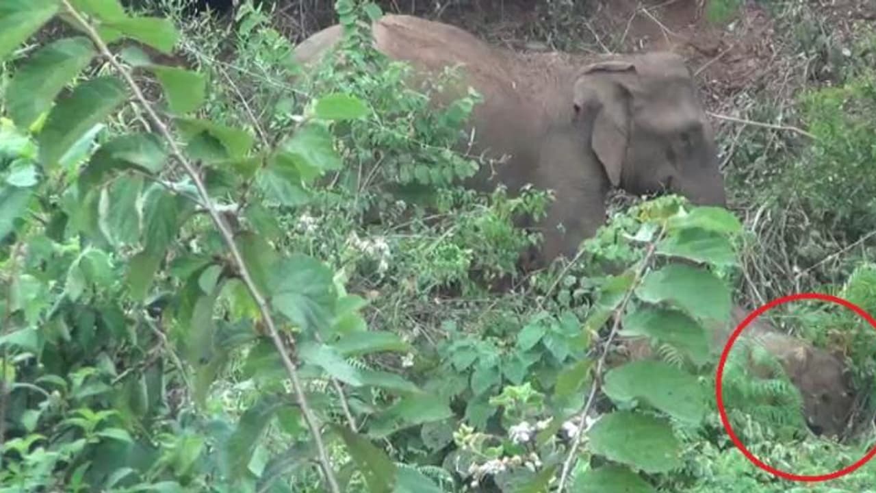 இறந்துகிடந்த குட்டியை சுற்றிச்சுற்றி வந்த தாய் யானை..!காண்போரை கலங்கச் செய்த காட்சி..! இறந்துகிடந்த குட்டியை சுற்றிச்சுற்றி வந்த தாய் யானை..!காண்போரை கலங்கச் செய்த காட்சி..!