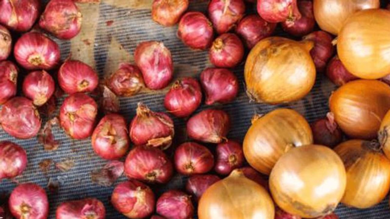 ഗുണങ്ങളിൽ കേമൻ സവാളയോ ചെറിയ ഉള്ളിയോ...? ഗുണങ്ങളിൽ കേമൻ സവാളയോ ചെറിയ ഉള്ളിയോ...?