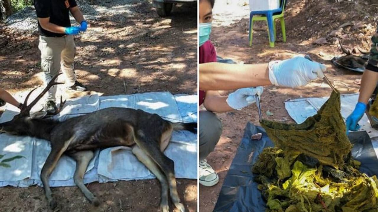 पेट में जहरीली गैस बनने से हुई हिरण की मौत, फटे पेट से निकला अंडरवियर सहित 7 किलो कचरा पेट में जहरीली गैस बनने से हुई हिरण की मौत, फटे पेट से निकला अंडरवियर सहित 7 किलो कचरा