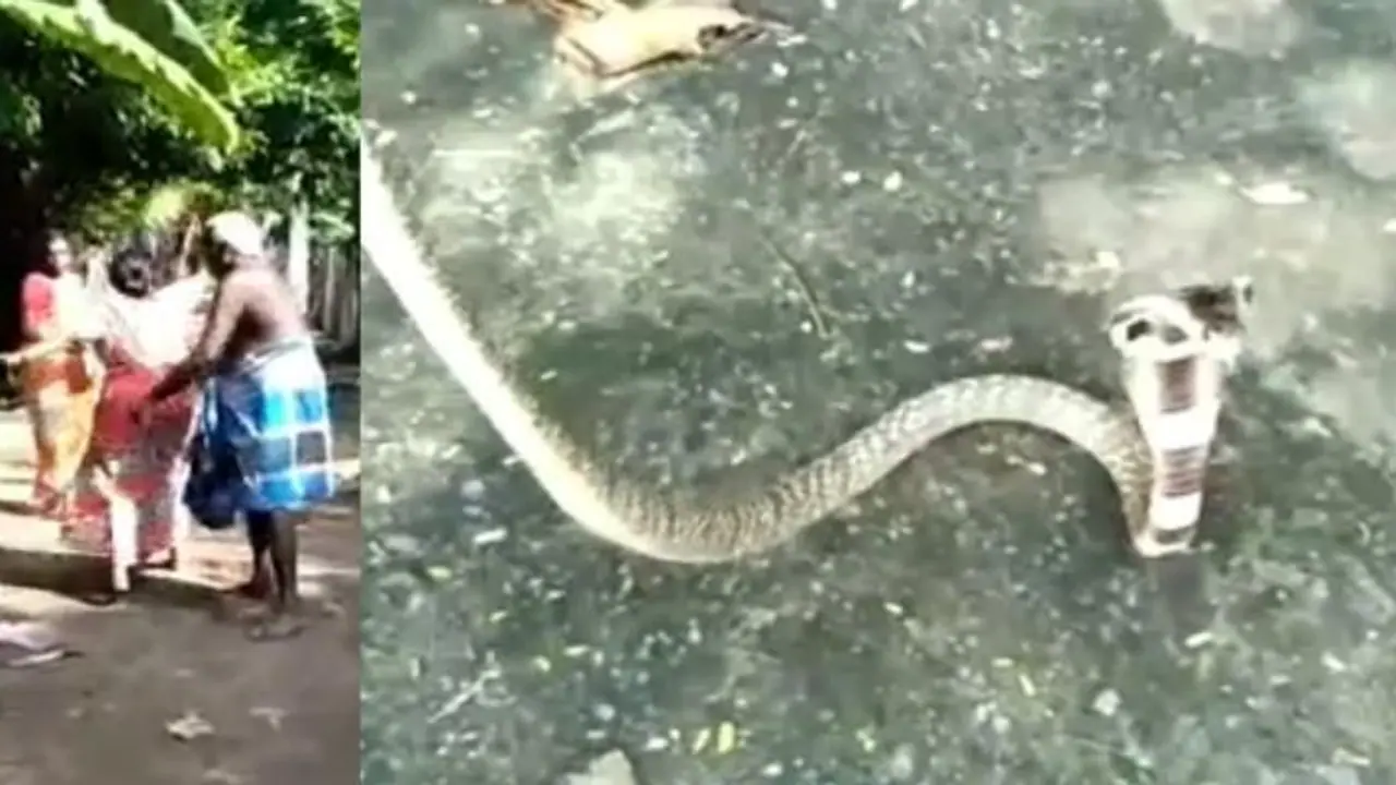 'அது பாம்பு இல்ல.. ஆத்தா'..! படமெடுத்த நல்ல பாம்பு..! பிடிக்கவிடாமல் சாமியாடிய சரஸ்வதி..!