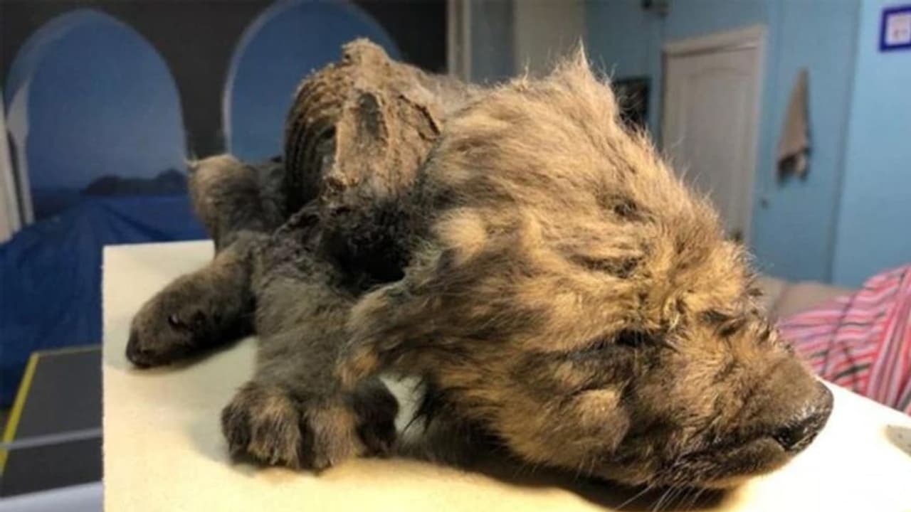 18 हजार सालों से बर्फ में दफन था पपी, ना सड़ी थी बॉडी ना टूटे थे दांत 18 हजार सालों से बर्फ में दफन था पपी, ना सड़ी थी बॉडी ना टूटे थे दांत