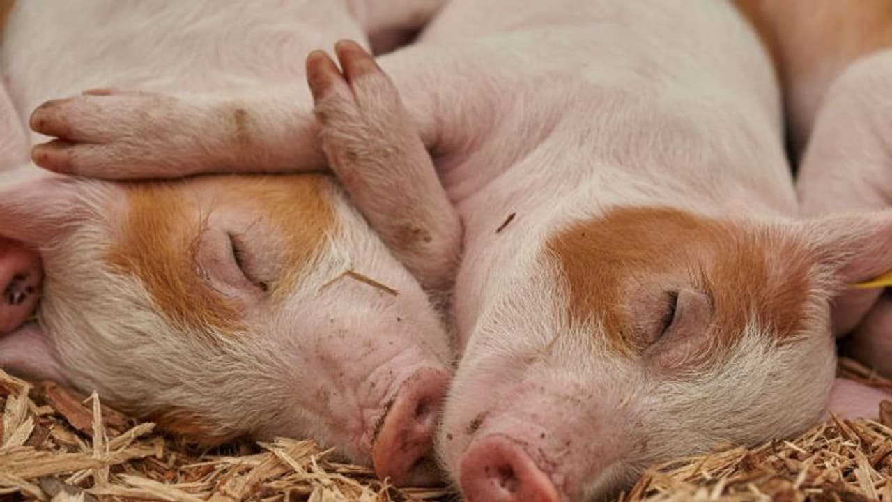 പരിസര മലിനീകരണം ഒഴിവാക്കി എങ്ങനെ പന്നിവളര്ത്താം? പരിസര മലിനീകരണം ഒഴിവാക്കി എങ്ങനെ പന്നിവളര്ത്താം?