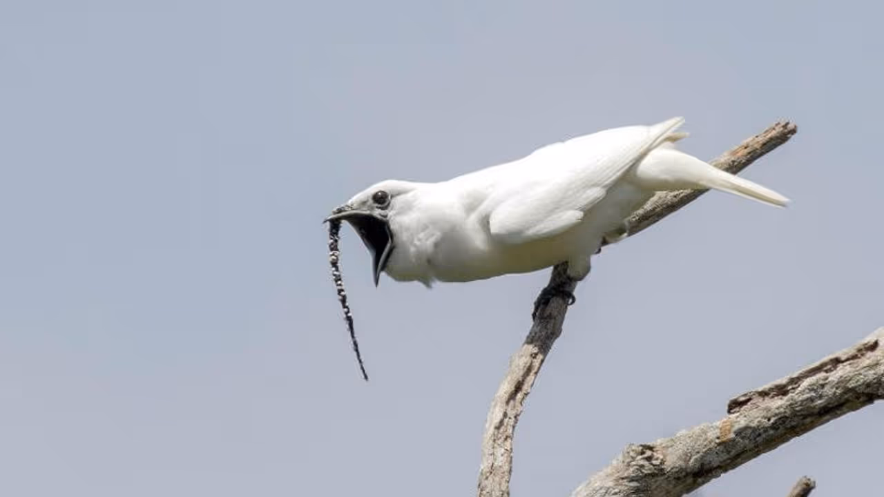 ലോകത്ത് ഏറ്റവും ഉച്ചത്തില് പാടുന്ന പക്ഷി! ലോകത്ത് ഏറ്റവും ഉച്ചത്തില് പാടുന്ന പക്ഷി!