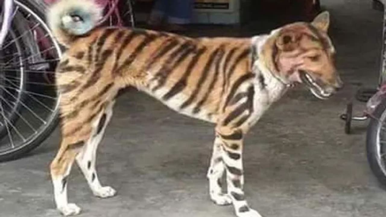 फसल बचाने के लिए कुत्ते को बना दिया शेर, बंदरों से परेशान था किसान फसल बचाने के लिए कुत्ते को बना दिया शेर, बंदरों से परेशान था किसान