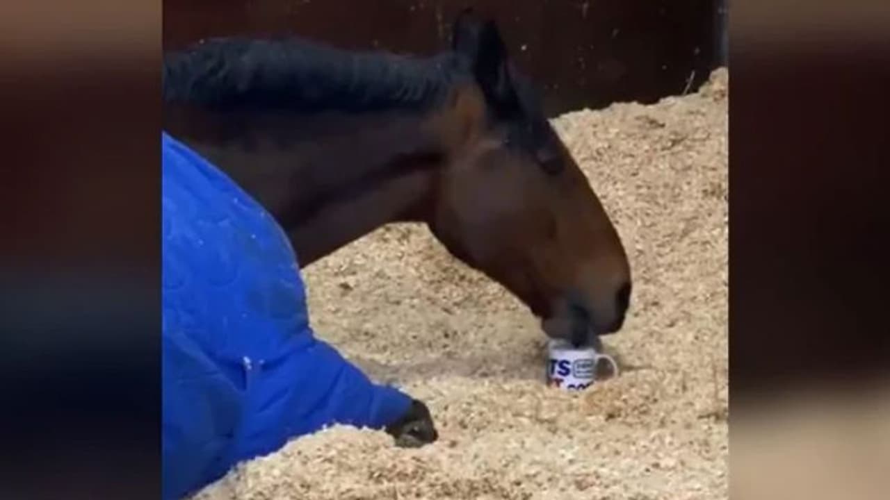 എഴുന്നേറ്റയുടനെ ഒരു കപ്പ് ചായ, ബാക്കിയൊക്കെ പിന്നെ; വൈറലായി കുതിരയുടെ ചായകുടി എഴുന്നേറ്റയുടനെ ഒരു കപ്പ് ചായ, ബാക്കിയൊക്കെ പിന്നെ; വൈറലായി കുതിരയുടെ ചായകുടി