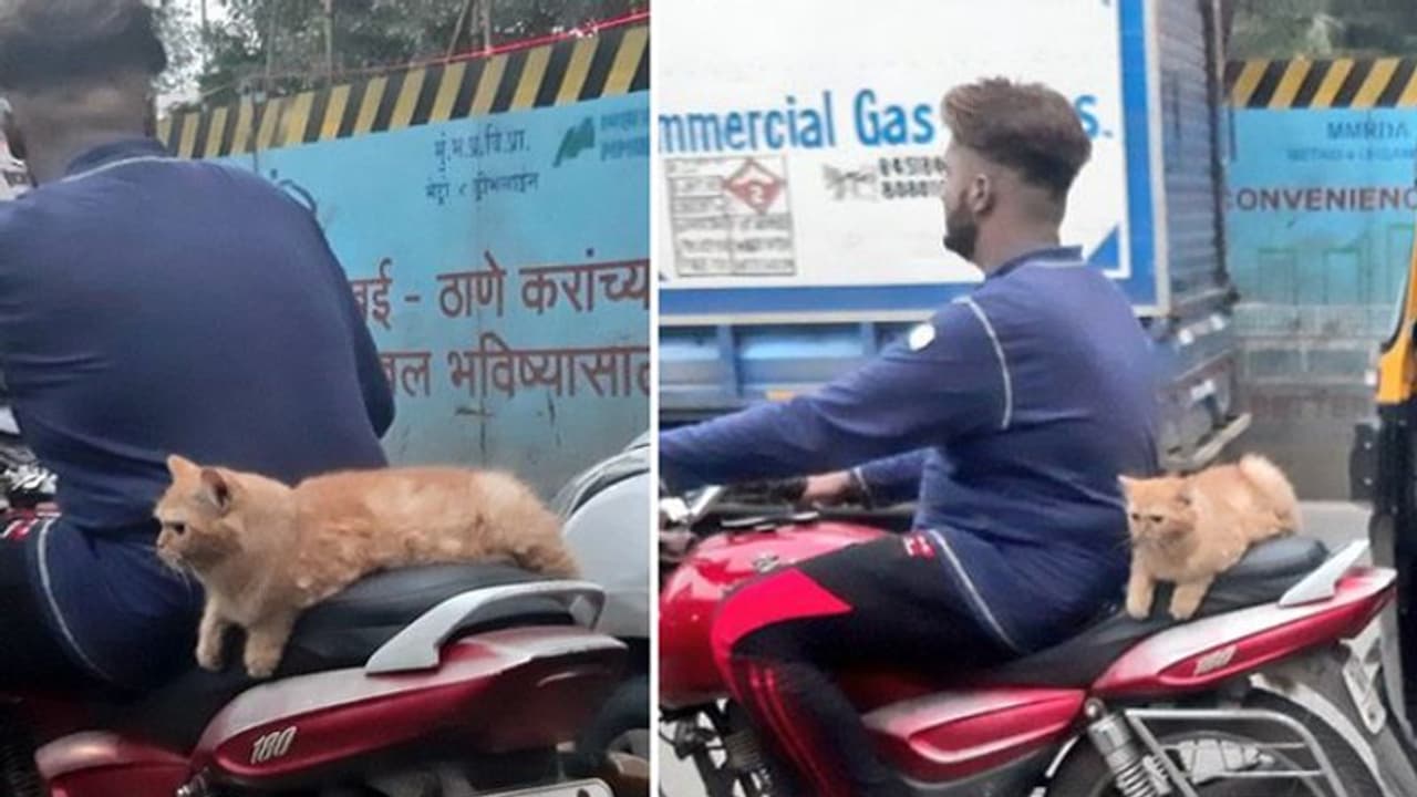 എന്നോടാ കളി...തിരക്കേറിയ നഗരത്തിലൂടെ ബൈക്ക് സവാരി നടത്തുന്ന പൂച്ച എന്നോടാ കളി...തിരക്കേറിയ നഗരത്തിലൂടെ ബൈക്ക് സവാരി നടത്തുന്ന പൂച്ച