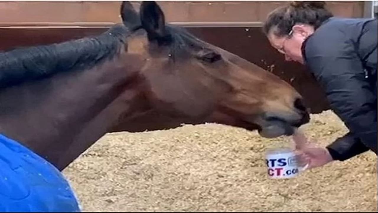 बिना चाय के शुरू नहीं होता इस घोड़े का दिन, बड़े से मग में भरकर पीता है मसाला टी बिना चाय के शुरू नहीं होता इस घोड़े का दिन, बड़े से मग में भरकर पीता है मसाला टी