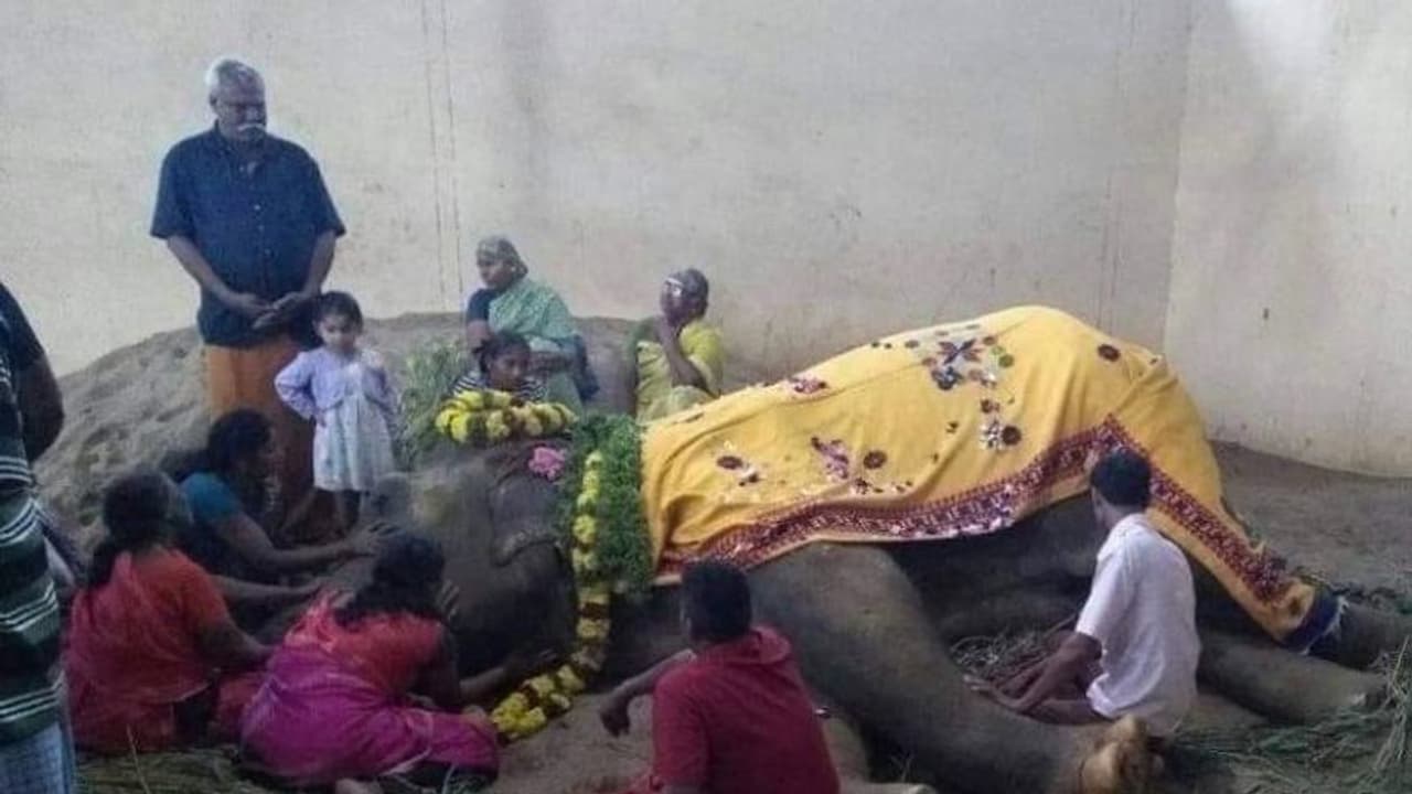 உடல்நலக்குறைவால் மரணமடைந்த கோவில் யானை..! துக்கம் தாளாமல் கண்ணீர் விட்டு கதறி அழுத பாகன்..!