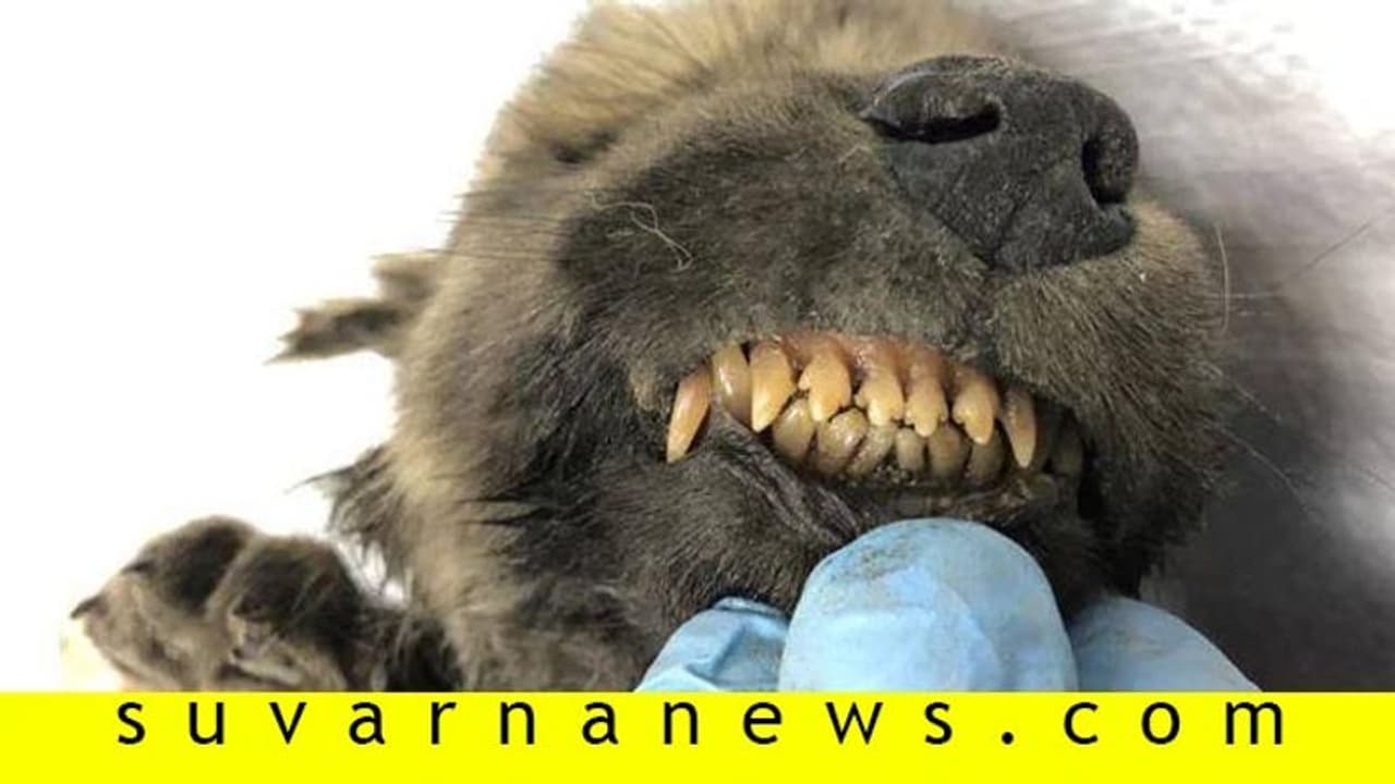 18 ಸಾವಿರ ವರ್ಷಗಳಿಂದ ಹಿಮ ಹೊದ್ದು ಮಲಗಿರುವ ಪಪ್ಪಿ! 18 ಸಾವಿರ ವರ್ಷಗಳಿಂದ ಹಿಮ ಹೊದ್ದು ಮಲಗಿರುವ ಪಪ್ಪಿ!