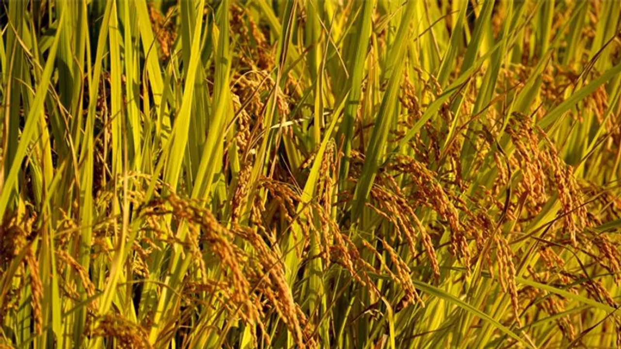 'റിലയന്‍സ് കര്‍ഷകരെ ചതിക്കുന്നു'; പ്രതിഷേധം ശക്തമാക്കാന്‍ കര്‍ഷക സംഘടനകള്‍