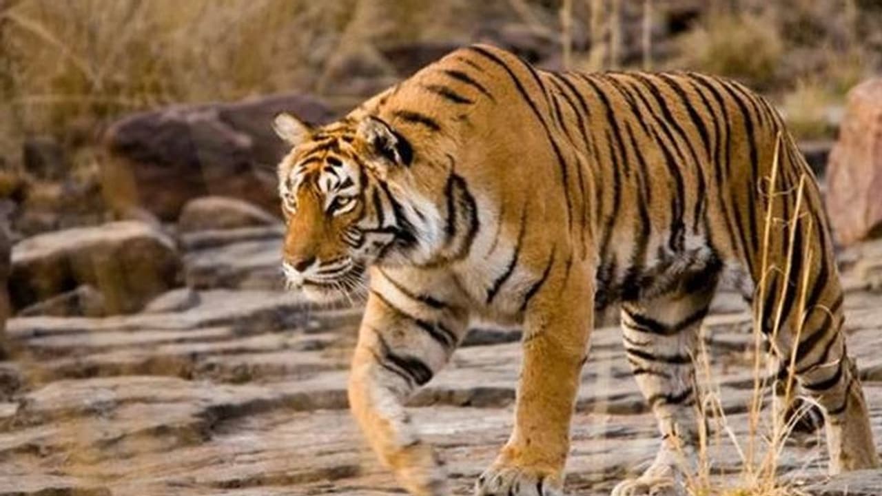 ನಾಗರಹೊಳೆಯಲ್ಲಿ ಒಂದು ಮುಂಜಾನೆ;ದಿಟ್ಟ ಅಮ್ಮ ಹುಲಿ,ಸಂಕೋಚದ ಮಗಳು ಹುಲಿ!