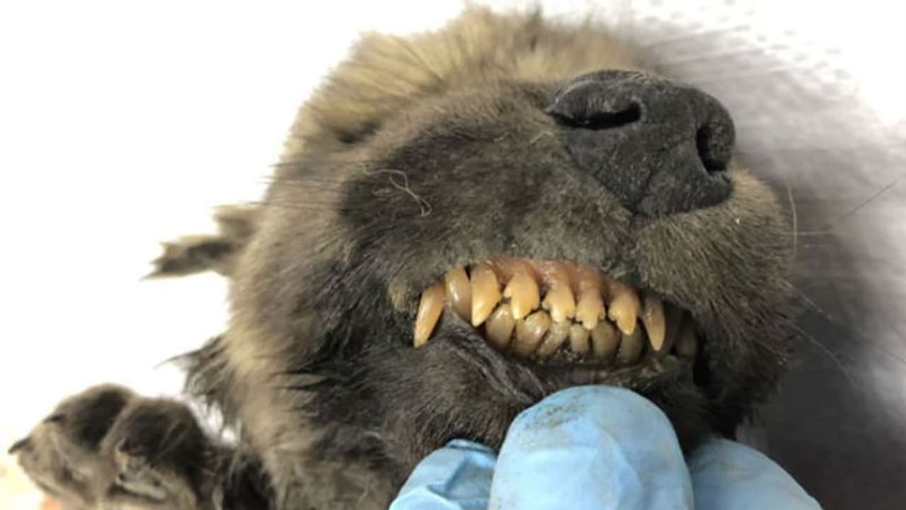 18,000 വര്ഷം ഐസില് പുതഞ്ഞുകിടന്നു; ദുരൂഹതകള് നീങ്ങാതെ 'ഡോഗര്' 18,000 വര്ഷം ഐസില് പുതഞ്ഞുകിടന്നു; ദുരൂഹതകള് നീങ്ങാതെ 'ഡോഗര്'