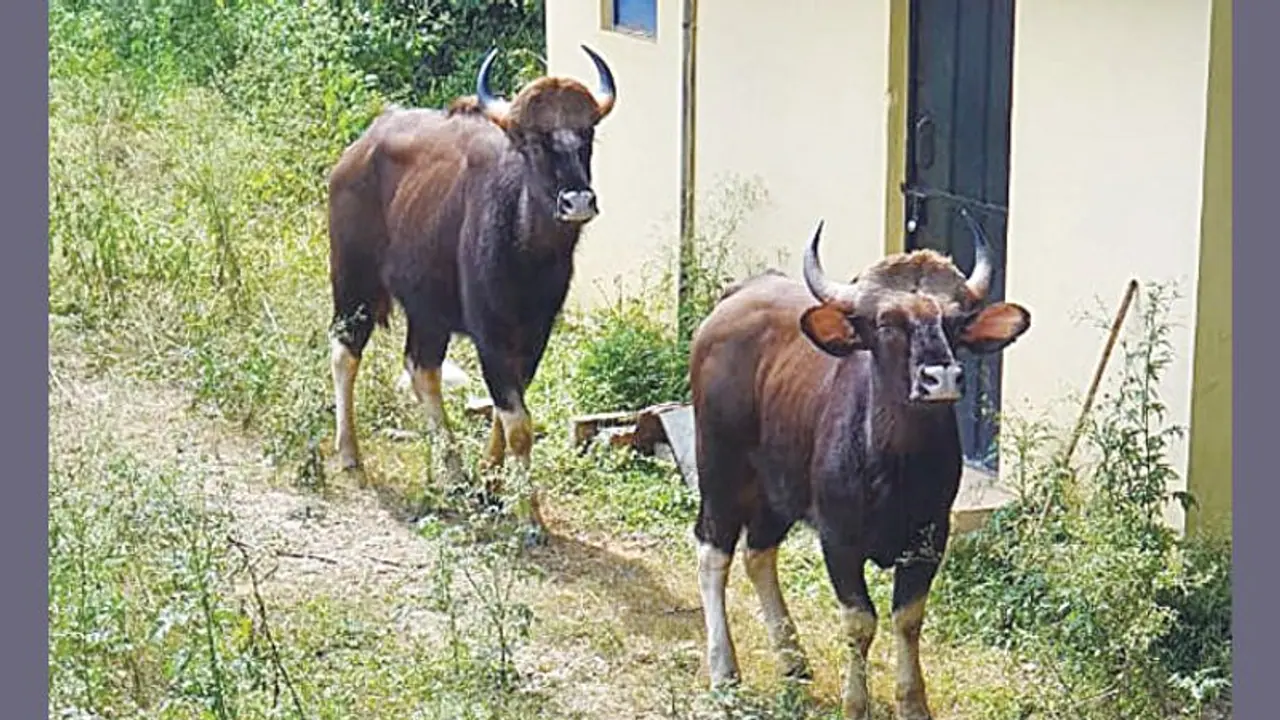 ಜೋಡಿಯಲ್ಲಿ ಹೆಣ್ಣು ಕಾಡೆಮ್ಮೆ ರಕ್ಷಣೆ, ಬನ್ನೇರುಘಟ್ಟಕ್ಕೆ ಸಾಗಣೆ ಜೋಡಿಯಲ್ಲಿ ಹೆಣ್ಣು ಕಾಡೆಮ್ಮೆ ರಕ್ಷಣೆ, ಬನ್ನೇರುಘಟ್ಟಕ್ಕೆ ಸಾಗಣೆ