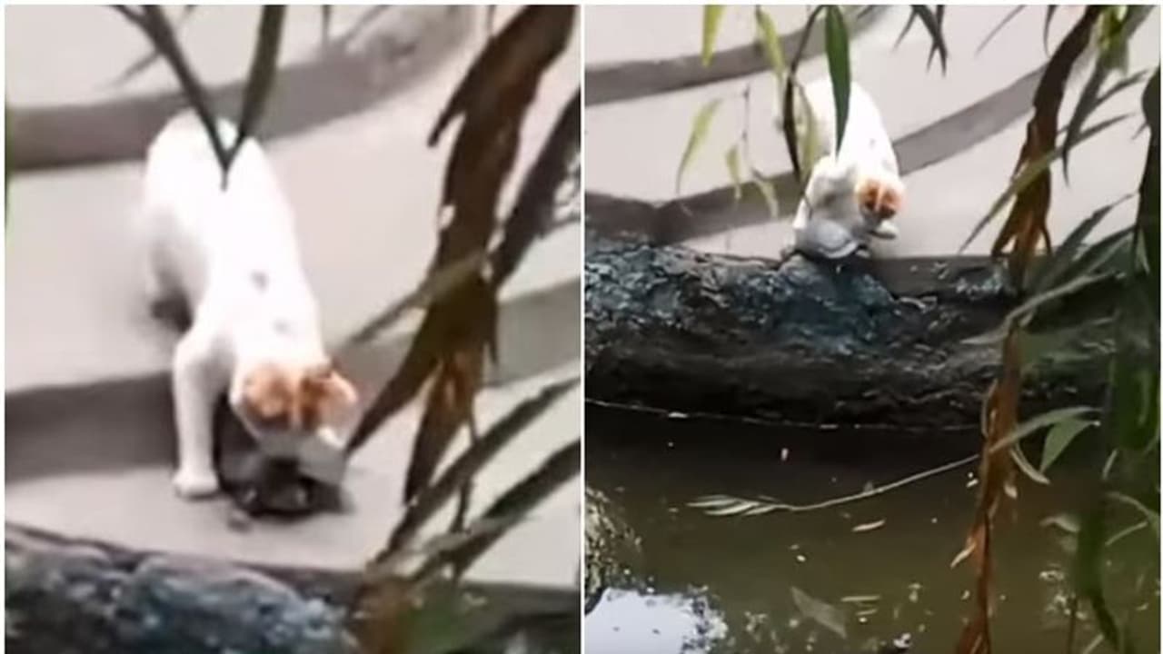 'നിനക്കെന്താ ഇവിടെ കാര്യം?', കരയിലിരുന്ന ആമയെ കുളത്തില് തള്ളിയിട്ട് പൂച്ച, ചിരിച്ച് സോഷ്യല് മീഡിയ 'നിനക്കെന്താ ഇവിടെ കാര്യം?', കരയിലിരുന്ന ആമയെ കുളത്തില് തള്ളിയിട്ട് പൂച്ച, ചിരിച്ച് സോഷ്യല് മീഡിയ