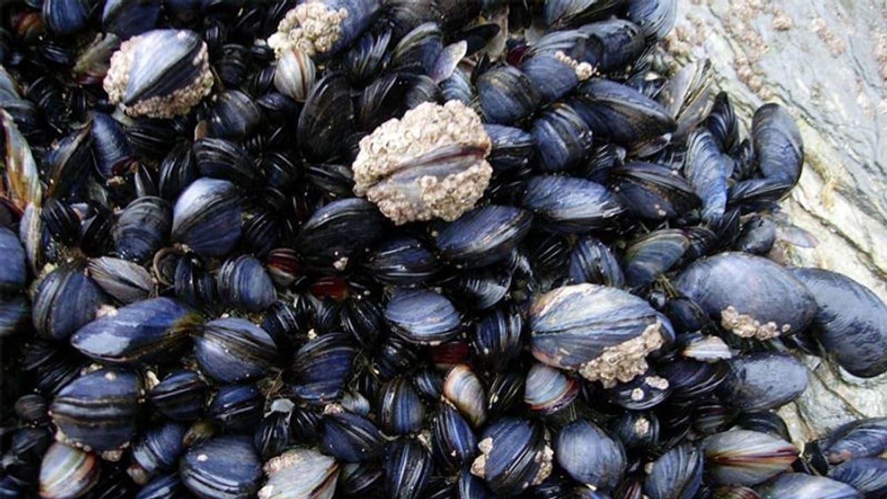 സമുദ്ര ആവാസ വ്യവസ്ഥയ്ക്ക് ഭീഷണിയായി കറുത്ത അമേരിക്കന് ചിപ്പി കൊച്ചിയിലും സമുദ്ര ആവാസ വ്യവസ്ഥയ്ക്ക് ഭീഷണിയായി കറുത്ത അമേരിക്കന് ചിപ്പി കൊച്ചിയിലും