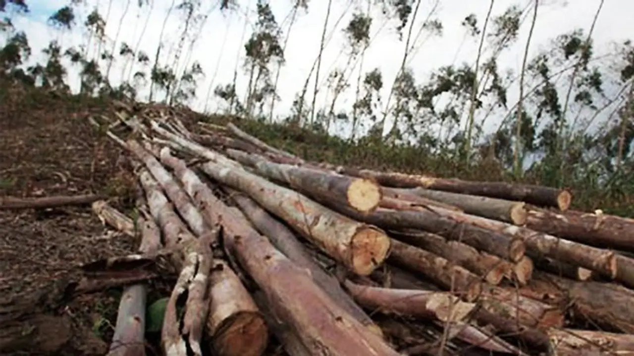 ಒತ್ತುವರಿ ತೆರವು ನೆಪದಲ್ಲಿ ಮರಗಳಿಗೆ ಬಿತ್ತು ಕೊಡಲಿ