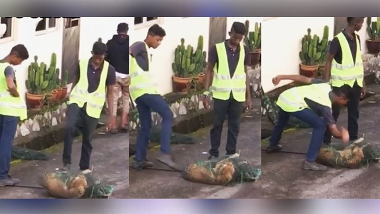 जाल में फंसा छटपटा रहा था कुत्ता, बचाने वाले ने ही बेजुबान पर बरसाए लात घूसे