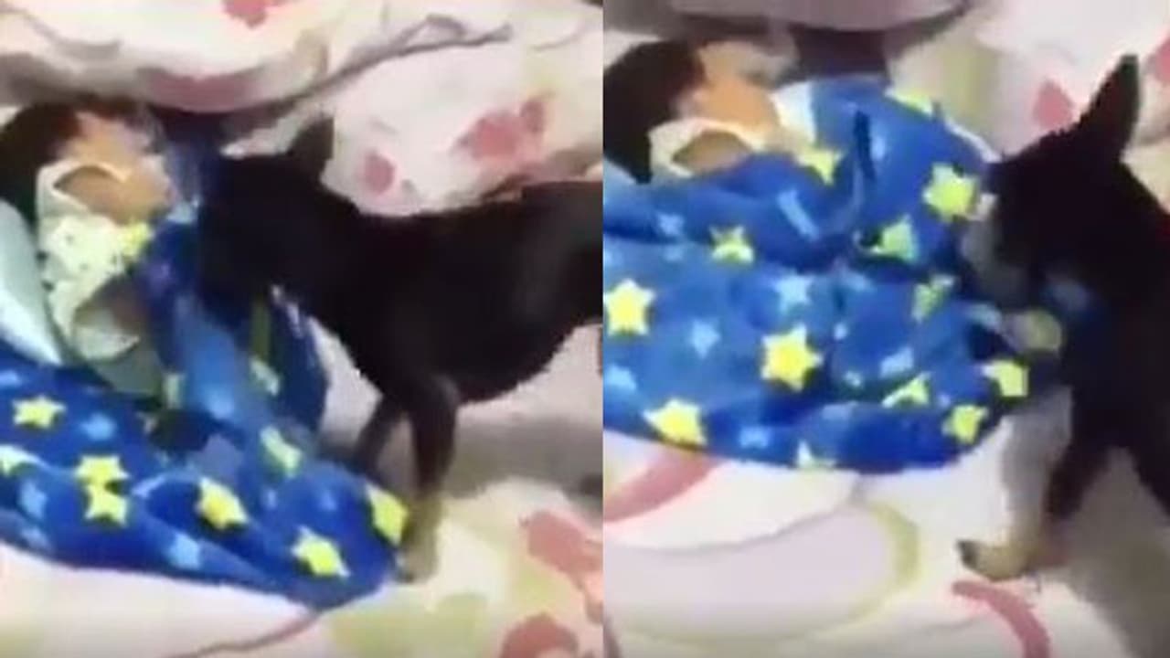 തണുപ്പത്ത് കിടന്നുറങ്ങുന്ന കുഞ്ഞിനെ പുതപ്പിച്ച് വളര്ത്ത് നായ; വീഡിയോ കാണാം തണുപ്പത്ത് കിടന്നുറങ്ങുന്ന കുഞ്ഞിനെ പുതപ്പിച്ച് വളര്ത്ത് നായ; വീഡിയോ കാണാം