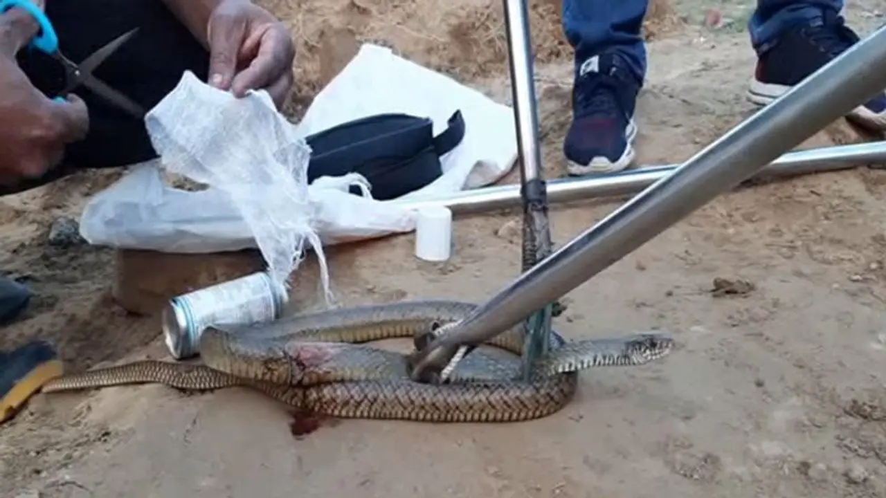 घायल नाग को देखकर टस से मस नहीं हुई नागिन, गुस्से में लोगों को देखकर फुफकारती रही