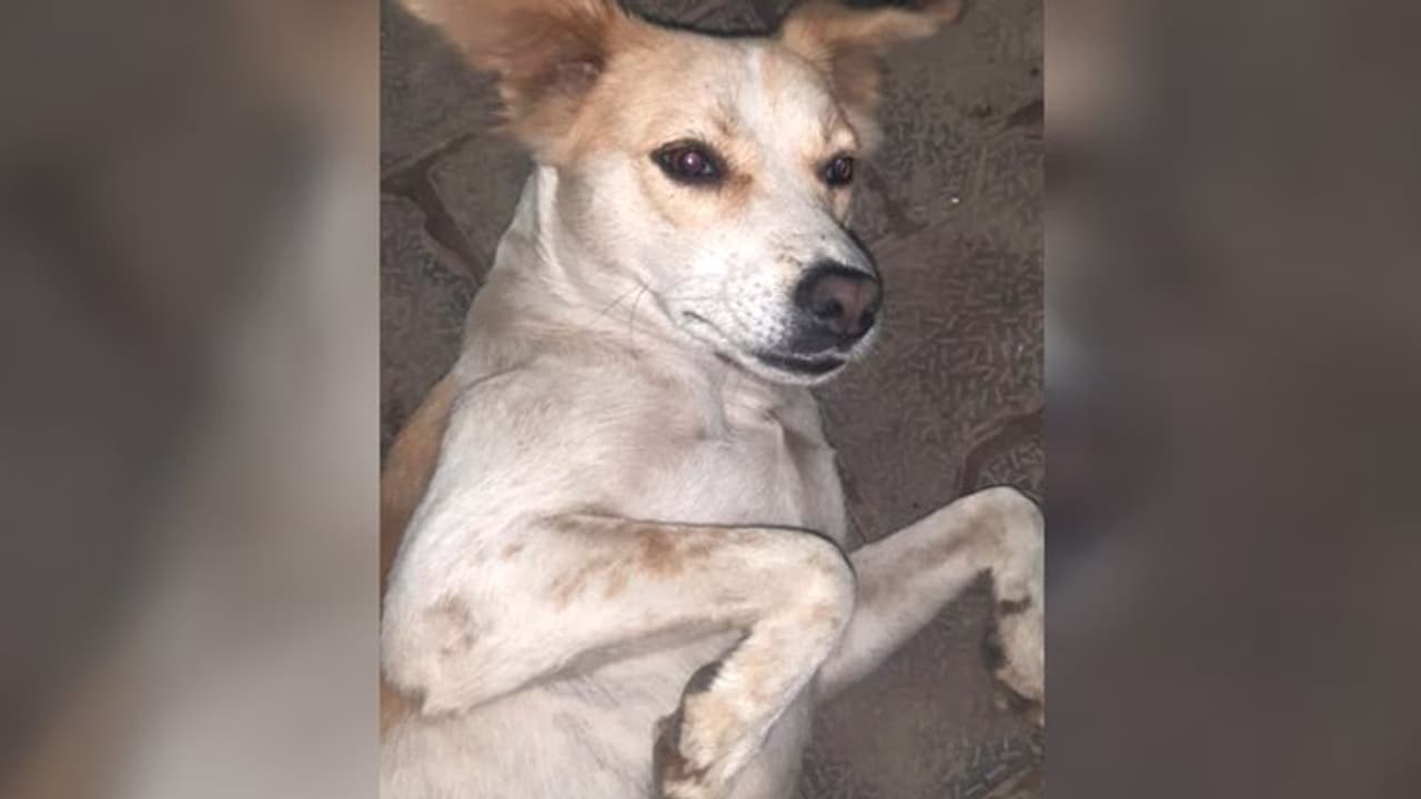 क्रूरता से ट्विंकल की हत्या करने के आरोप में 13 लोगों के खिलाफ केस दर्ज, जानें क्या मिलती है सजा