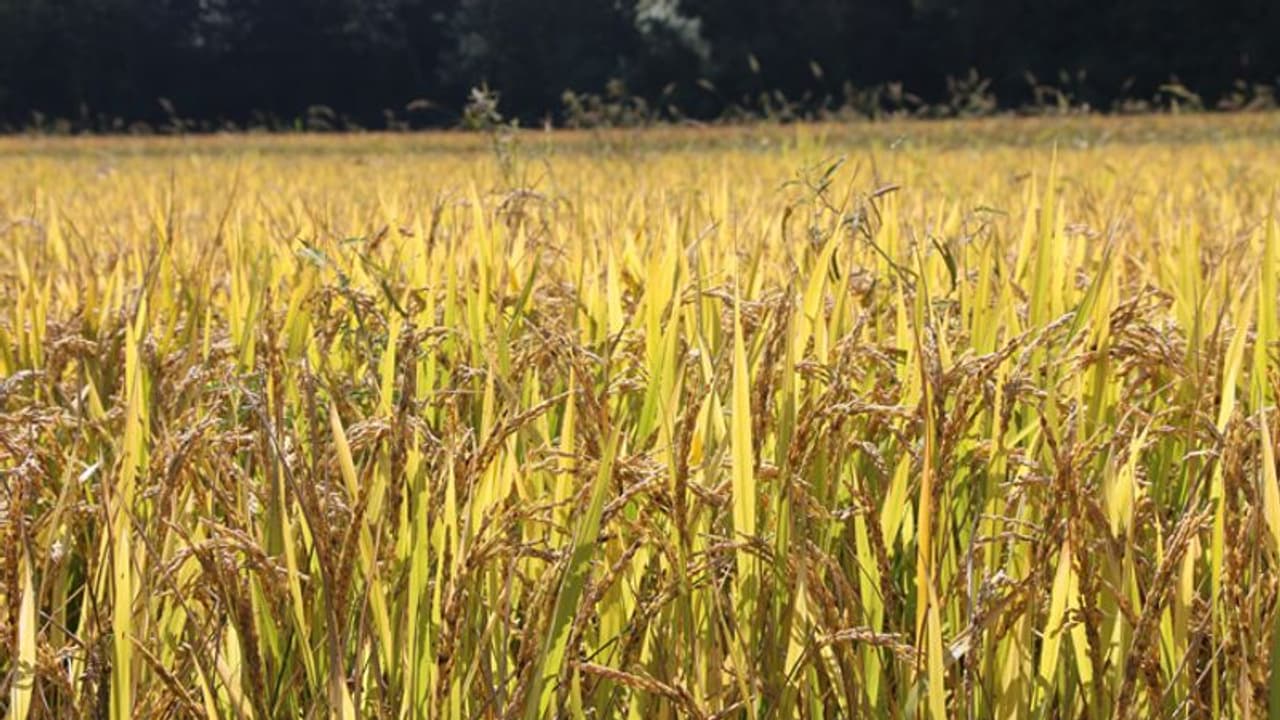 ലോറികള് എത്തുന്നില്ല: കുട്ടനാട്ടിൽ നെല്ല് സംഭരണം നിലച്ചു, അടിയന്തര നടപടിയെന്ന് കളക്ടര് ലോറികള് എത്തുന്നില്ല: കുട്ടനാട്ടിൽ നെല്ല് സംഭരണം നിലച്ചു, അടിയന്തര നടപടിയെന്ന് കളക്ടര്
