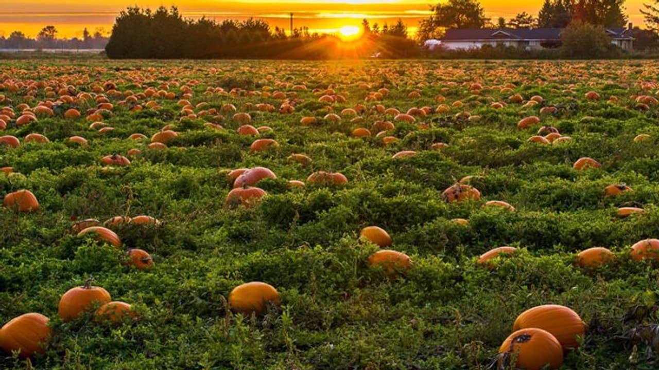 കര്ഷകരെ പ്രോത്സാഹിപ്പിക്കാന് മത്തങ്ങ രാജാവിനെ കണ്ടെത്താനുള്ള മത്സരം വരെ; മത്തന്റെ വിശേഷങ്ങള് അറിയാം കര്ഷകരെ പ്രോത്സാഹിപ്പിക്കാന് മത്തങ്ങ രാജാവിനെ കണ്ടെത്താനുള്ള മത്സരം വരെ; മത്തന്റെ വിശേഷങ്ങള് അറിയാം