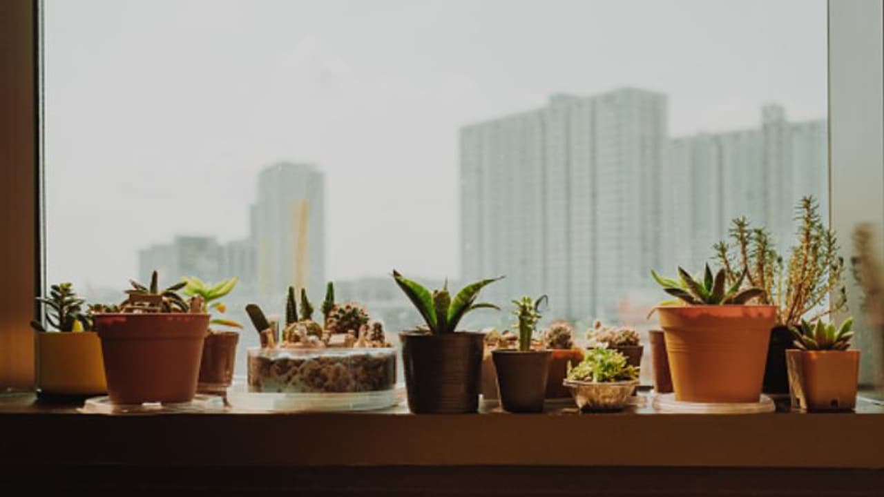 ভাগ্য বদল করতে বাড়িতে রাখুন এই গাছগুলি, খারাপ সময় বদলে হবেন সৌভাগ্যের অধিকারী ভাগ্য বদল করতে বাড়িতে রাখুন এই গাছগুলি, খারাপ সময় বদলে হবেন সৌভাগ্যের অধিকারী