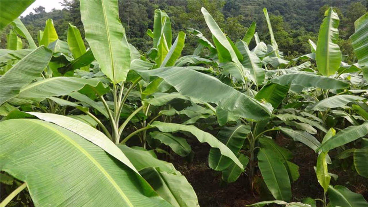 ಬಿರುಗಾಳಿ ಸಹಿತ ಮಳೆಗೆ 40ಕ್ಕೂ ಹೆಚ್ಚು ಹಳ್ಳಿಗಳಲ್ಲಿ ಅಪಾರ ಕೃಷಿ ಹಾನಿ ಬಿರುಗಾಳಿ ಸಹಿತ ಮಳೆಗೆ 40ಕ್ಕೂ ಹೆಚ್ಚು ಹಳ್ಳಿಗಳಲ್ಲಿ ಅಪಾರ ಕೃಷಿ ಹಾನಿ