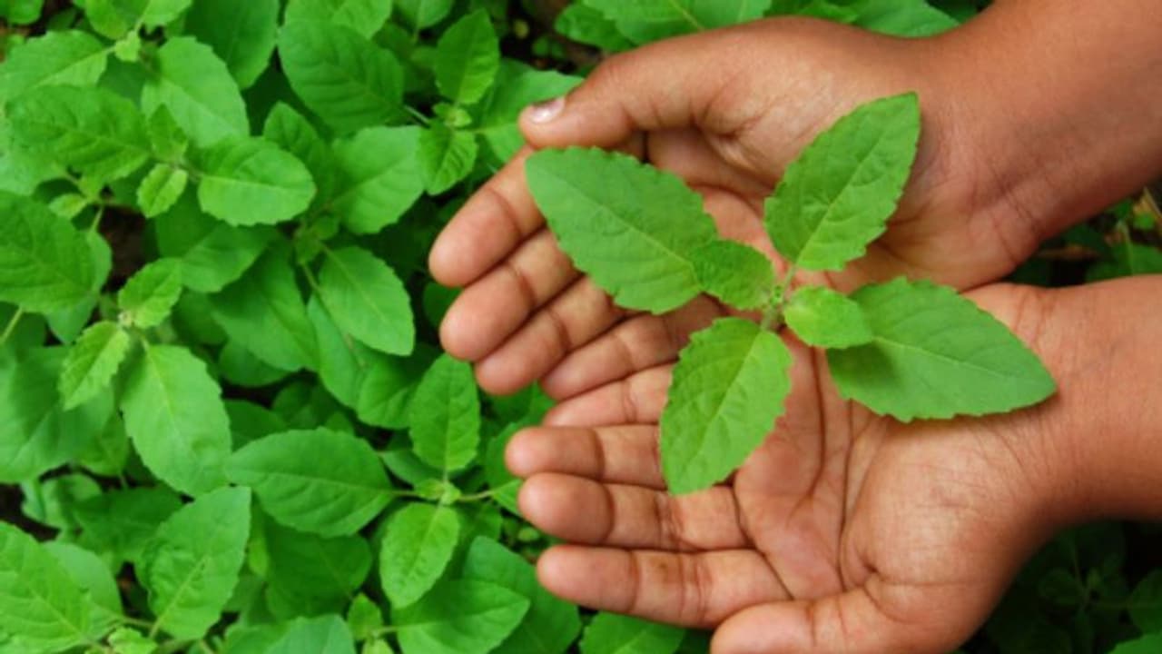 ত্বকের যাবতীয় সমস্যার সমাধান, লুকিয়ে রয়েছে এই একটি পাতায় ত্বকের যাবতীয় সমস্যার সমাধান, লুকিয়ে রয়েছে এই একটি পাতায়