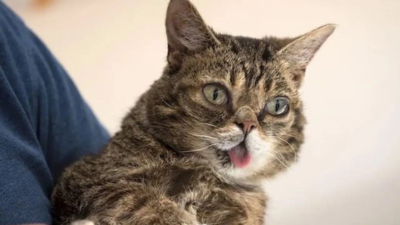 मर गई इंटरनेट पर दुनिया की सबसे मशहूर बिल्ली, इन कामों के लिए इसके नाम पर जुटे थे लाखों डॉलर मर गई इंटरनेट पर दुनिया की सबसे मशहूर बिल्ली, इन कामों के लिए इसके नाम पर जुटे थे लाखों डॉलर