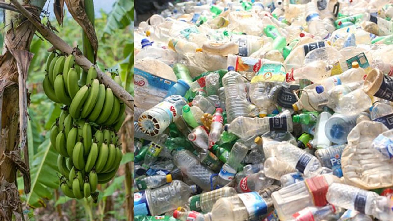 പ്ലാസ്റ്റിക്കിന് മറുമരുന്ന് വാഴ; അമ്പരപ്പിക്കുന്ന കണ്ടെത്തലുമായി ഗവേഷകര് പ്ലാസ്റ്റിക്കിന് മറുമരുന്ന് വാഴ; അമ്പരപ്പിക്കുന്ന കണ്ടെത്തലുമായി ഗവേഷകര്