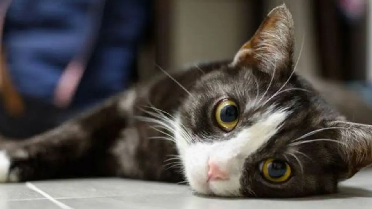 Coronavirus lockdown: Cops deny permission to buy food for pets, Kerala court comes to rescue