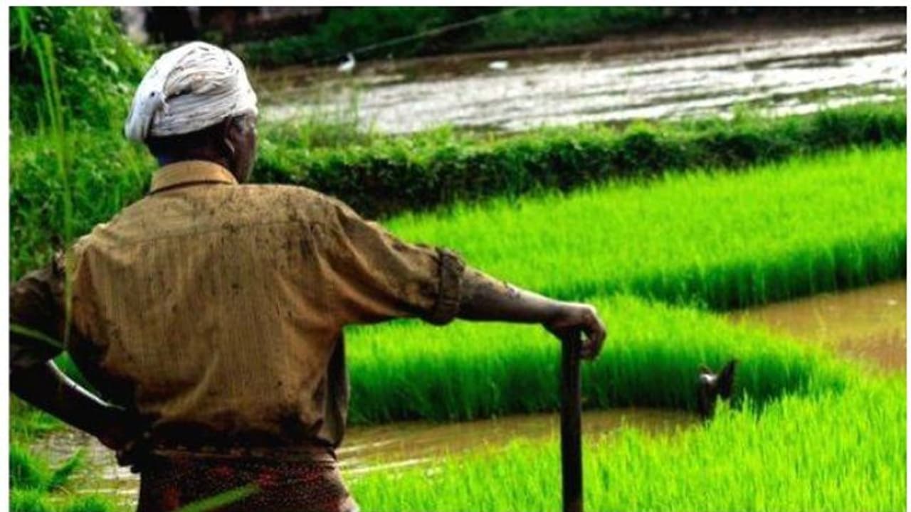 മൊറട്ടോറിയം പദ്ധതിയോട് മുഖം തിരിച്ച് കര്‍ഷകര്‍; പിന്തിരിയല്‍ കാര്‍ഷികവായ്പകളില്‍ പലിശയിളവ് കിട്ടാത്തതിനാല്‍