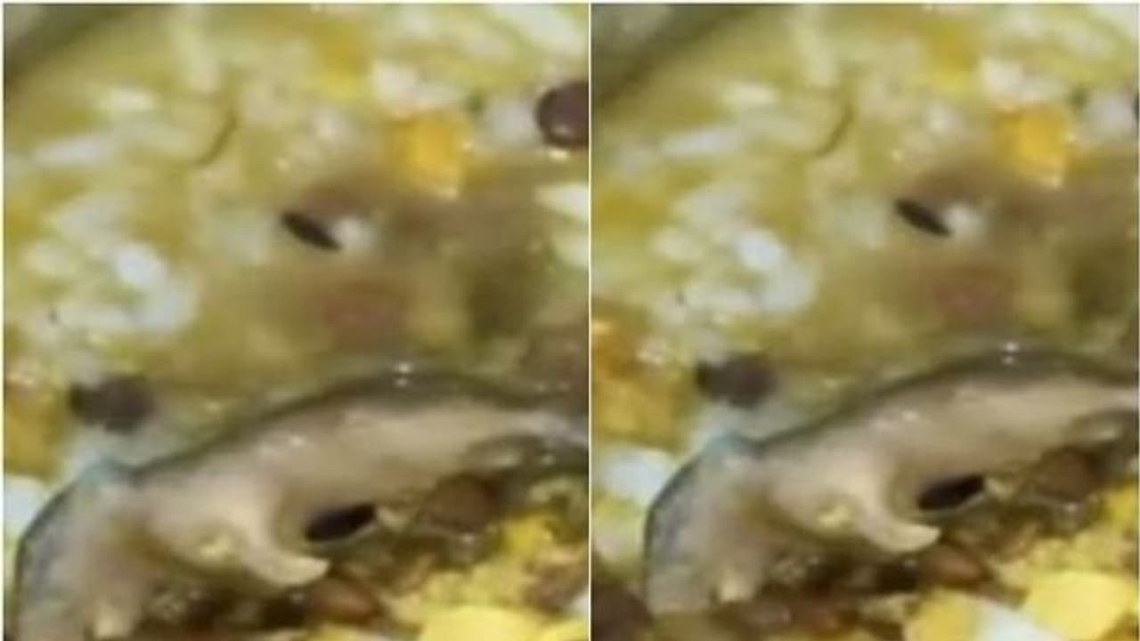 Dead rat in midday meal: Principal of Uttar Pradesh school booked; case registered against NGO