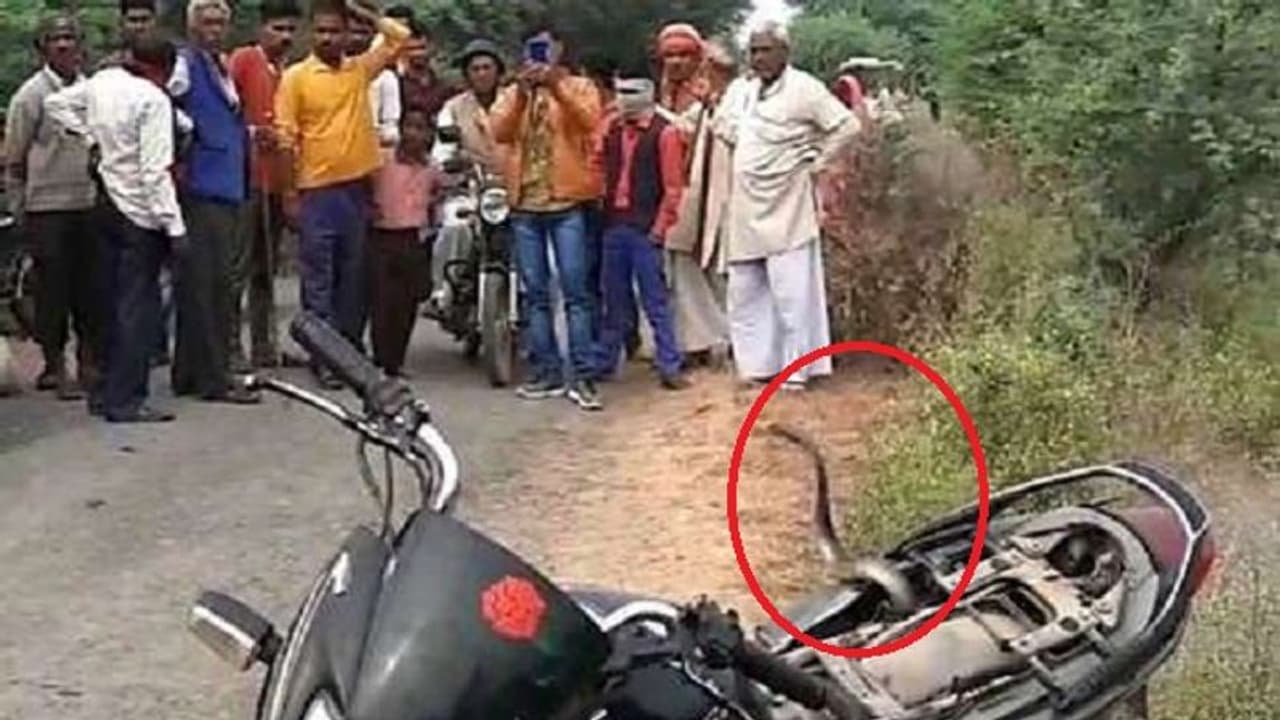 चक्के से पूंछ दबने से आग बबूला हुए नागराज, बाइक पर जमाया 1 घंटे कब्जा