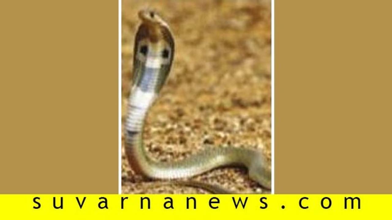 ದೇಗುಲದಲ್ಲಿ ವಿಭೂತಿಧಾರಿ ಹಾವು ಪ್ರತ್ಯಕ್ಷ!