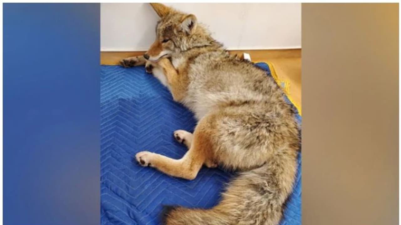 മുറിവേറ്റ നായയാണെന്ന് കരുതി കാറിൽ കയറ്റിയത് ചെന്നായയോട് സാമ്യമുള്ള കാട്ടുനായയെ മുറിവേറ്റ നായയാണെന്ന് കരുതി കാറിൽ കയറ്റിയത് ചെന്നായയോട് സാമ്യമുള്ള കാട്ടുനായയെ