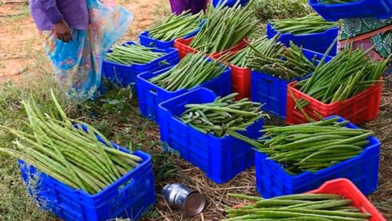அதிர்ச்சியில் மக்கள்... வெங்காயத்தை அடுத்து முருங்கையின் விலையும் உயர்வு..!! ஒரு கிலோ 300 க்கு விற்பணை..!! அதிர்ச்சியில் மக்கள்... வெங்காயத்தை அடுத்து முருங்கையின் விலையும் உயர்வு..!! ஒரு கிலோ 300 க்கு விற்பணை..!!