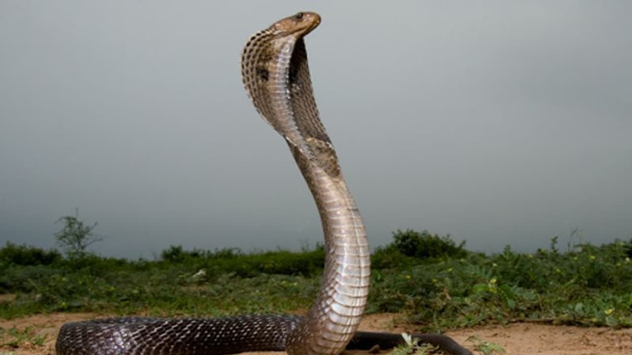 ರೋಣ: ಬಾವಿಯಲ್ಲಿ ಬಿದ್ದು ಆಹಾರವಿಲ್ಲದೆ ಬಸವಳಿದಿದ್ದ ನಾಗರ ಹಾವು ರಕ್ಷಣೆ ರೋಣ: ಬಾವಿಯಲ್ಲಿ ಬಿದ್ದು ಆಹಾರವಿಲ್ಲದೆ ಬಸವಳಿದಿದ್ದ ನಾಗರ ಹಾವು ರಕ್ಷಣೆ