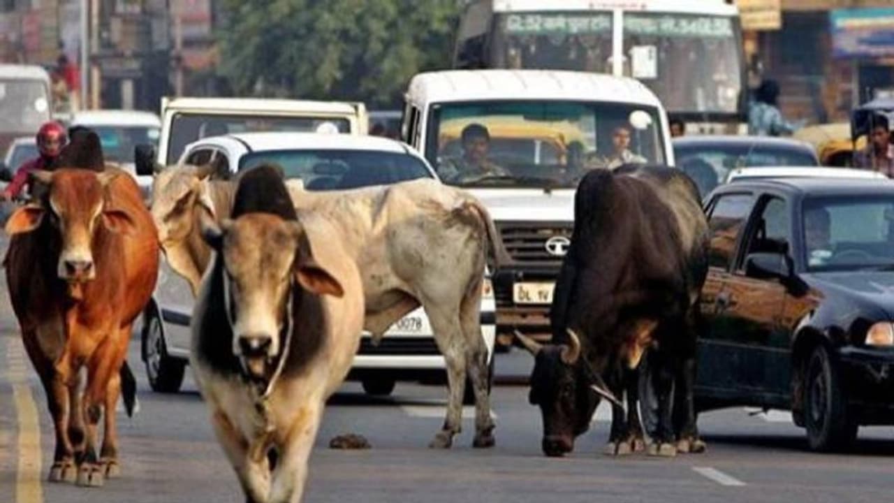 പശുവിനെ രക്ഷിക്കാൻ വെട്ടിച്ചു, കാര്‍ മറിഞ്ഞ് മൂന്നു സ്‍ത്രീകള്‍ മരിച്ചു