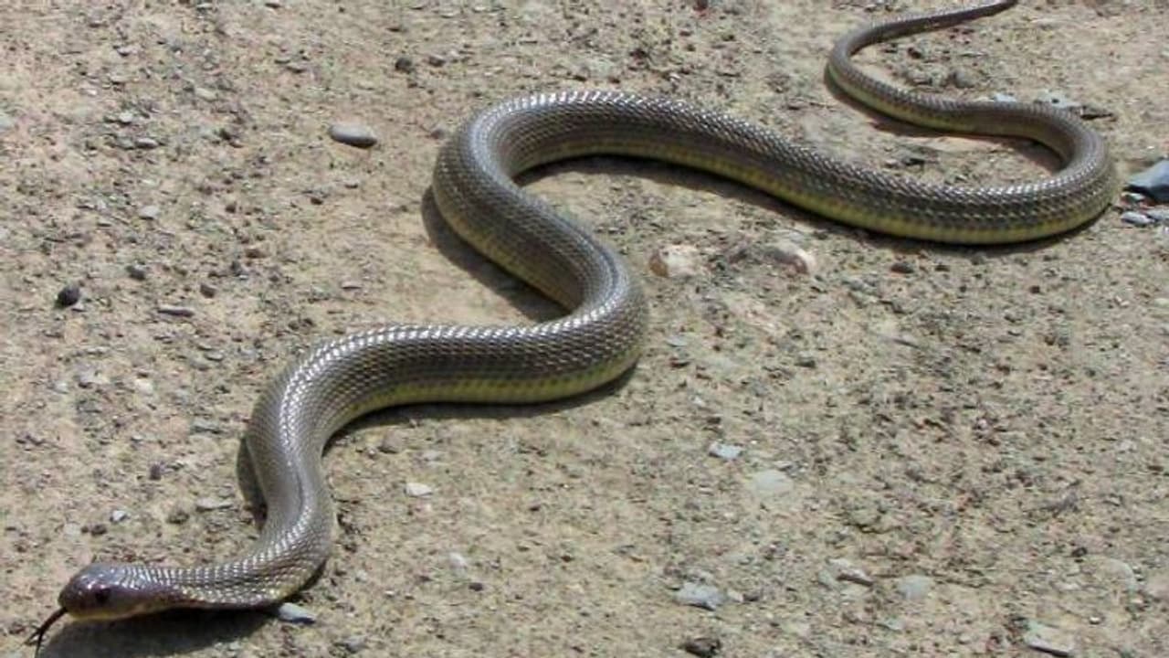 പൊട്ടിപ്പൊളിഞ്ഞ റോഡില് വാഹനമെത്തിയില്ല, പാമ്പുകടിയേറ്റ സ്ത്രീയെയും താങ്ങി എട്ട് കിലോമീറ്റർ നടന്ന് ബന്ധുക്കൾ പൊട്ടിപ്പൊളിഞ്ഞ റോഡില് വാഹനമെത്തിയില്ല, പാമ്പുകടിയേറ്റ സ്ത്രീയെയും താങ്ങി എട്ട് കിലോമീറ്റർ നടന്ന് ബന്ധുക്കൾ