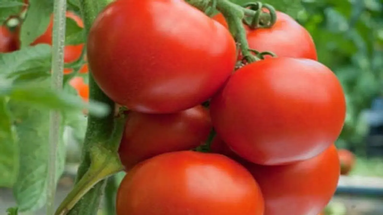 रोज खाएं ये 5 चीजें, ब्लड सर्कुलेशन रहेगा एकदम ठीक रोज खाएं ये 5 चीजें, ब्लड सर्कुलेशन रहेगा एकदम ठीक