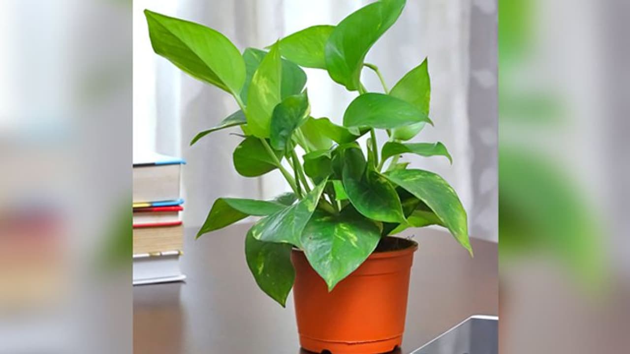 घर में किस जगह रखना चाहिए मनी प्लांट का पौधा, किन बातों का रखें ध्यान? घर में किस जगह रखना चाहिए मनी प्लांट का पौधा, किन बातों का रखें ध्यान?